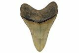 Fossil Megalodon Tooth - North Carolina #258740-2
